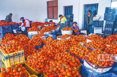 田陽(yáng)縣西紅柿滯銷困境 農(nóng)戶無(wú)奈傾倒江中，農(nóng)副產(chǎn)品出路何在？