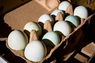 愛心匯聚，攜手同行——為大興鄉支前村農副產品開拓新銷路